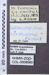 Etiketten zu Hemicrepidius terukoanus (NHMW-ZOO-COL-0008960)